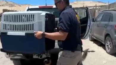Photo of PDI detiene a mujer por abandono y maltrato animal