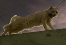 Photo of Municipio demanda justicia por mal trato de dos gatitos baleados por desconocidos en un condominio