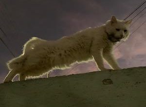 Photo of Municipio demanda justicia por mal trato de dos gatitos baleados por desconocidos en un condominio