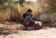 Photo of SAG libera ave cernícalo en San Pedro de Atacama tras evaluación y resguardo preventivo