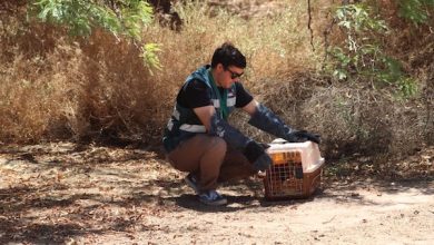 Photo of SAG libera ave cernícalo en San Pedro de Atacama tras evaluación y resguardo preventivo