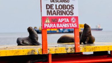Photo of Municipio de Mejillones habilita balsas especiales para lobos de mar y proteger embarcaciones de pescadores