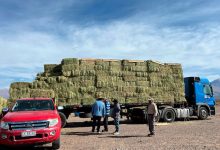 Photo of Codelco refuerza apoyo a ganaderos de Alto El Loa con entrega de 20 mil fardos ante invierno altiplánico