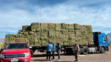 Photo of Codelco refuerza apoyo a ganaderos de Alto El Loa con entrega de 20 mil fardos ante invierno altiplánico