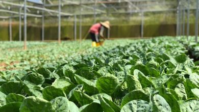 Photo of Corfo Metropolitano da inicio a Programa Transforma para fortalecer la horticultura regional frente al cambio climático