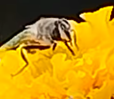 Photo of Llegaron las abejitas a mi jardín calameño