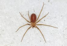 Photo of Araña de rincón: medidas de prevención y recomendaciones ante una mordedura