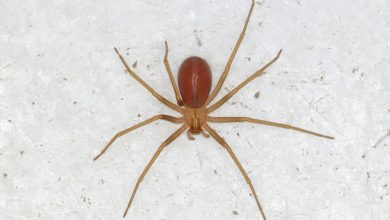 Photo of Araña de rincón: medidas de prevención y recomendaciones ante una mordedura