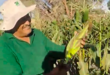 Photo of Empieza en Calama la primera cosecha del famoso choclo calameño