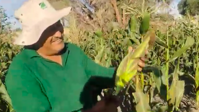 Photo of Empieza en Calama la primera cosecha del famoso choclo calameño