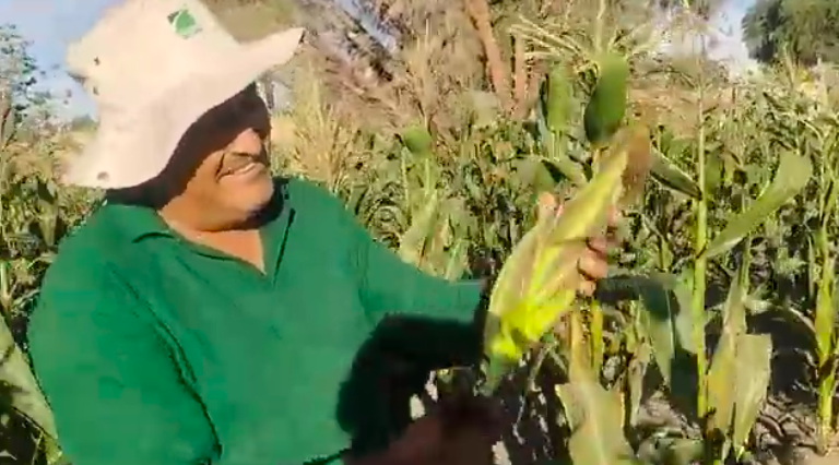 Photo of La cosecha del choclo calameño el primer corte del año 2026.