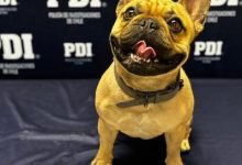 Photo of PDI recupera mascota sustraído y detiene a seis imputados