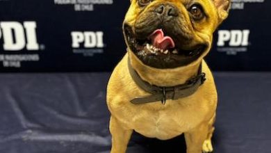 Photo of PDI recupera mascota sustraído y detiene a seis imputados
