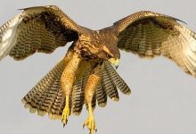 Photo of El ave tradicional de El Loa «Peuco» llega a Calama debido a las lluvias