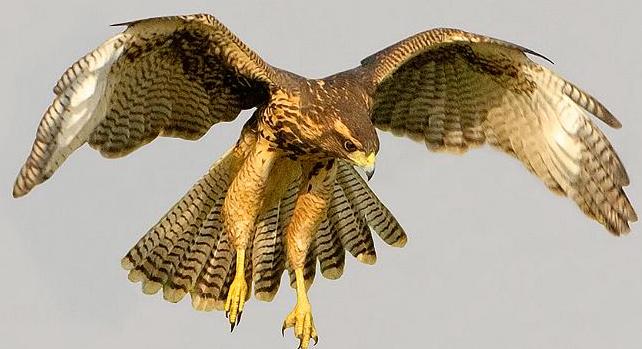 Photo of El ave tradicional de El Loa «Peuco» llega a Calama debido a las lluvias