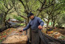 Photo of 313 faros agroecológicos enseñan cómo producir alimentos sanos y adaptarse al cambio climático