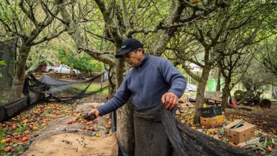 Photo of 313 faros agroecológicos enseñan cómo producir alimentos sanos y adaptarse al cambio climático