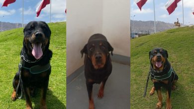 Photo of GENDARMERÍA ABRE PROCESO DE ADOPCIÓN DE TRES EJEMPLARES CANINOS