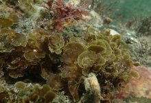 Photo of Publican primer registro para Chile de “alga abanico” en la Isla Grande de Tierra del Fuego