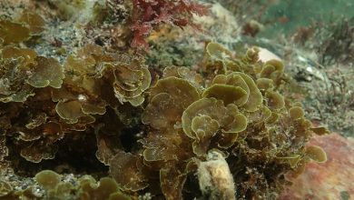 Photo of Publican primer registro para Chile de “alga abanico” en la Isla Grande de Tierra del Fuego
