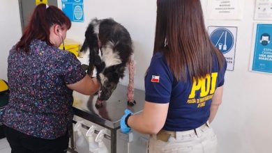 Photo of PDI RESCATA A PERRITO MALTRATADO EN ANTOFAGASTA