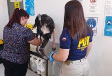 Photo of Perro quedó internado tras grave caso de maltrato animal en Antofagasta