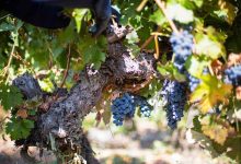 Photo of Colchagua lidera avance de la sustentabilidad vitivinícola en Chile con certificación que marca la pauta del sector