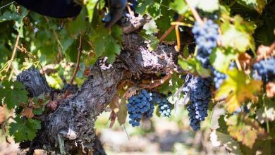 Photo of Colchagua lidera avance de la sustentabilidad vitivinícola en Chile con certificación que marca la pauta del sector