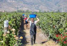 Photo of Fiesta de la Vendimia 2026 en Colchagua: eventos temáticos, fiestas para solteros y una proyección de 150 mil visitantes