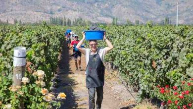Photo of Fiesta de la Vendimia 2026 en Colchagua: eventos temáticos, fiestas para solteros y una proyección de 150 mil visitantes
