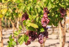 Photo of San Pedro de Atacama se prepara para celebrar la Feria Costumbrista de la Vendimia 2026