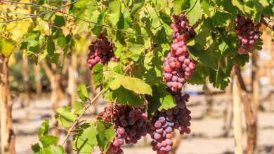 Photo of San Pedro de Atacama se prepara para celebrar la Feria Costumbrista de la Vendimia 2026