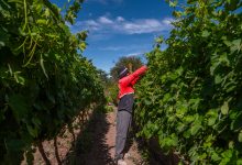 Photo of San Pedro de Atacama se prepara para celebrar la Feria Costumbrista de la Vendimia 2026