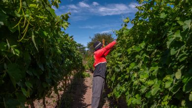 Photo of San Pedro de Atacama se prepara para celebrar la Feria Costumbrista de la Vendimia 2026