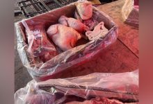 Photo of 600 kilos de carne informal decomisó municipalidad en Ferias Rotativas de Calama