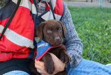 Photo of Cachorros de Aduanas se alistan para reforzar la lucha contra el tráfico ilícito