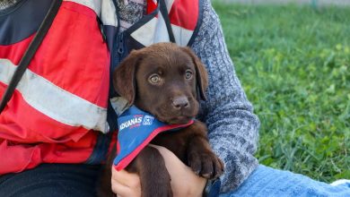 Photo of Cachorros de Aduanas se alistan para reforzar la lucha contra el tráfico ilícito
